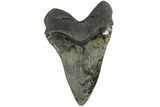 Serrated, 5.22" Fossil Megalodon Tooth - South Carolina - #203049-2